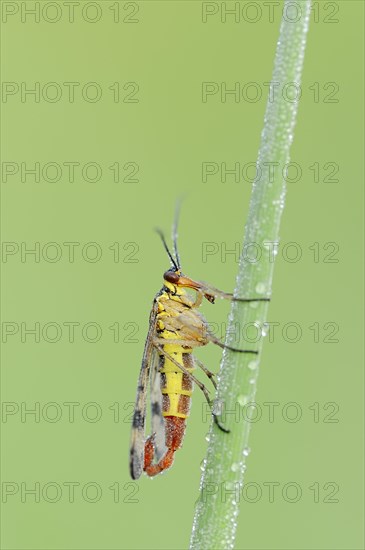 Common Scorpionfly (Panorpa communis)