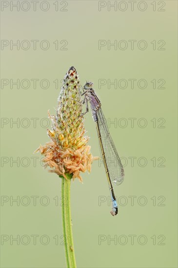 Blue-tailed Damselfly (Ischnura elegans)