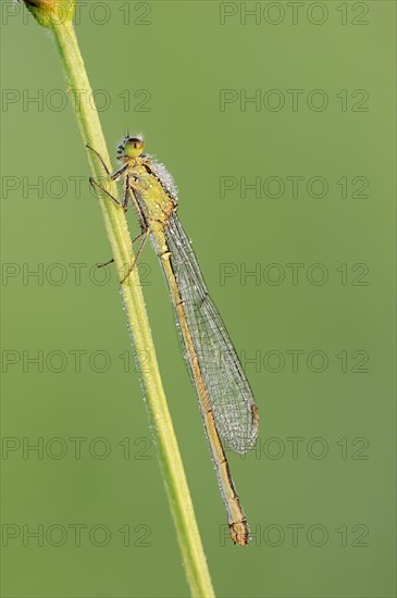 Blue-tailed Damselfly (Ischnura elegans)