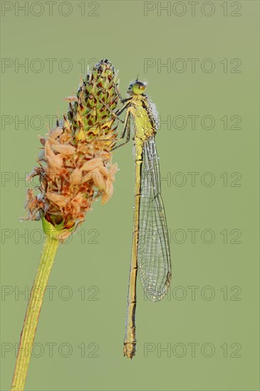 Blue-tailed Damselfly (Ischnura elegans)