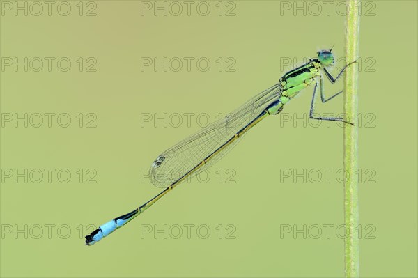 Blue-tailed Damselfly (Ischnura elegans)