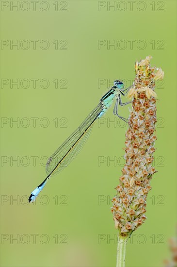 Blue-tailed Damselfly (Ischnura elegans)