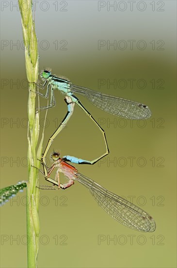 Blue-tailed Damselfly (Ischnura elegans)