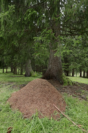 Anthills of the Red Wood Ant (Formica rufa) in a forest