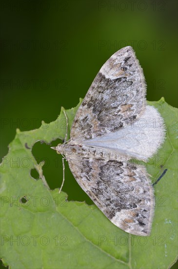 Dark Marbled Carpet (Chloroclysta citrata)