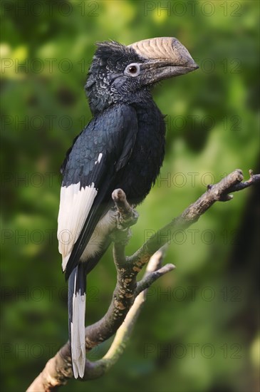 Silvery-cheeked Hornbill (Bycanistes subcylindricus)