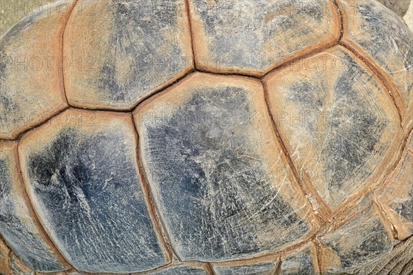 Aldabra Giant Tortoise (Aldabrachelys gigantea)