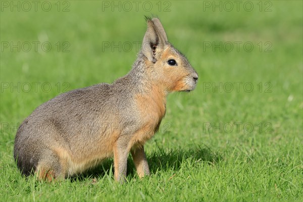 Patagonian mara (Dolichotis patagonum) native to South America