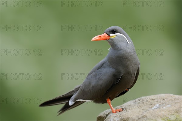 Inca Tern (Larosterna inca)