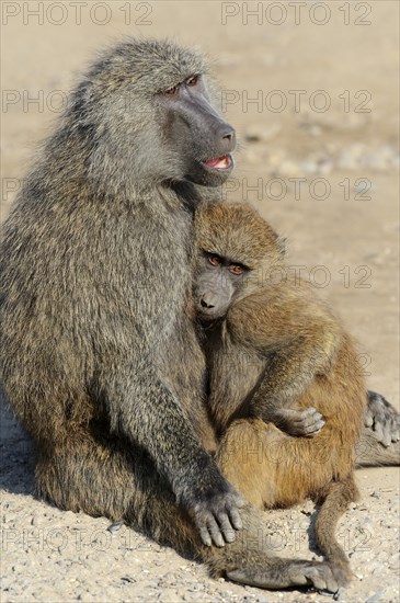 Olive Baboon (Papio anubis)