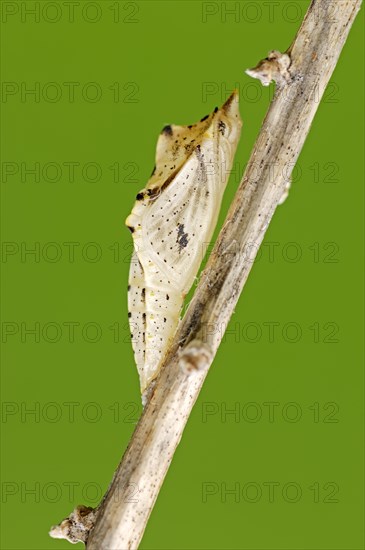 Green-veined White (Pieris napi)
