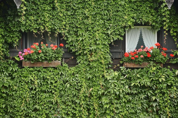 House facade with windows encircled by Virginia Creeper or Five-leaved Ivy (Parthenocissus quinquefolia)