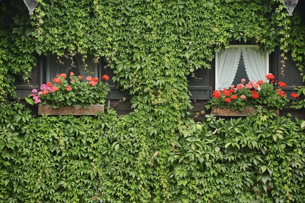House facade with windows encircled by Virginia Creeper or Five-leaved Ivy (Parthenocissus quinquefolia)