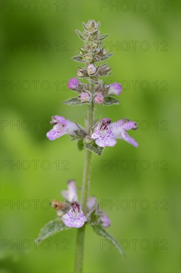 Marsh Woundwort or Marsh Hedge-nettle (Stachys palustris)