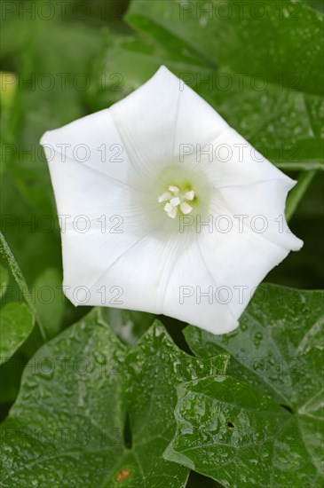 Larger Bindweed