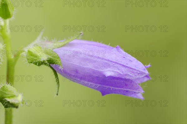 Nettle-leaved Bellflower (Campanula trachelium)