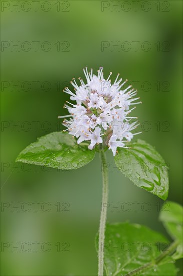 Water Mint (Mentha aquatica)