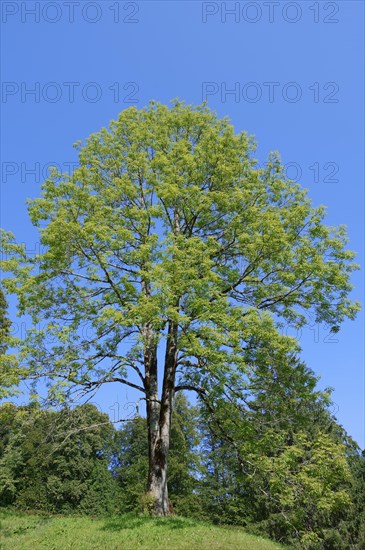 European Ash or Common Ash (Fraxinus excelsior) in spring