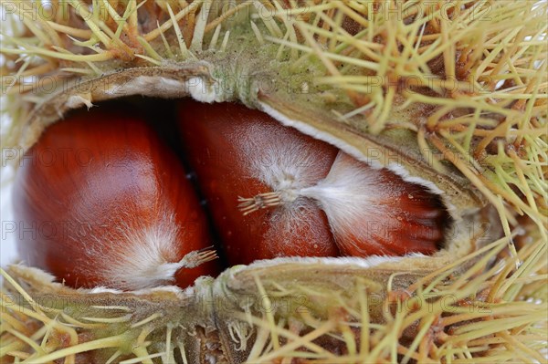 Sweet Chestnuts (Castanea sativa)