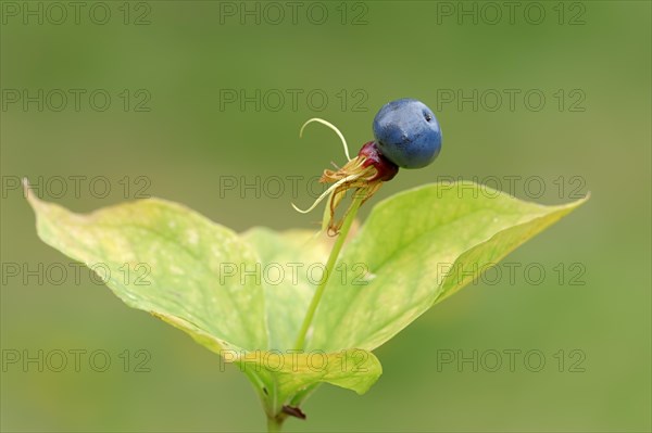 Herb Paris or True Lover's Knot (Paris quadrifolia)