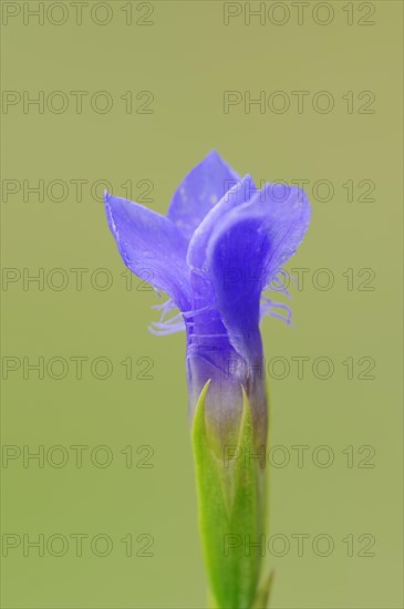 Fringed Gentian (Gentianopsis ciliata