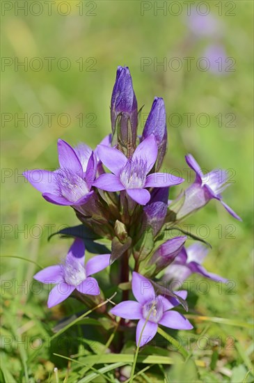 Chiltern Gentian or German Gentian (Gentianella germanica