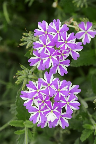 Verbena (Verbena hybrid)