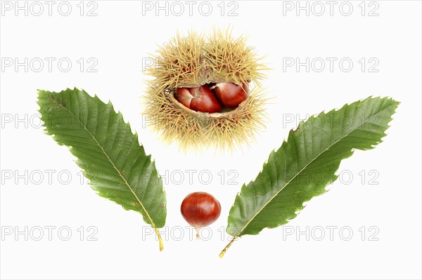 Sweet Chestnut (Castanea sativa)