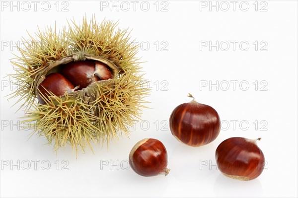 Sweet Chestnut (Castanea sativa)