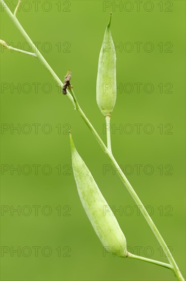 Wild Radish or Jointed Charlock (Raphanus raphanistrum)