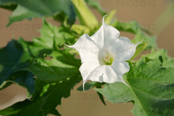 Jimson Weed or Thorn-apple (Datura stramonium)