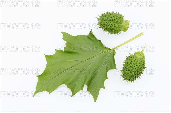 Jimson Weed or Datura (Datura stramonium)