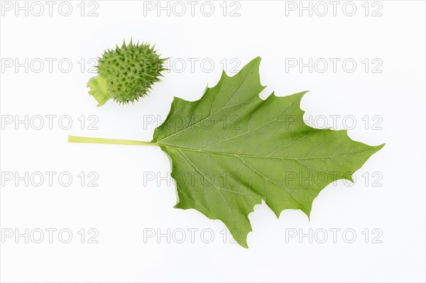 Jimson Weed or Datura (Datura stramonium)