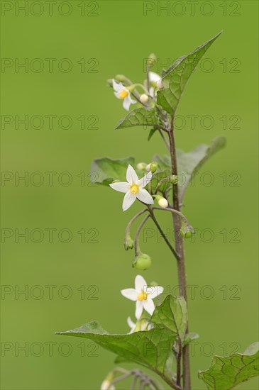 European Black Nightshade