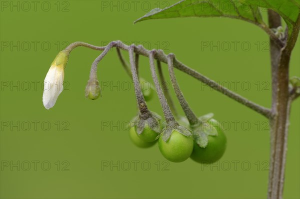 European Black Nightshade