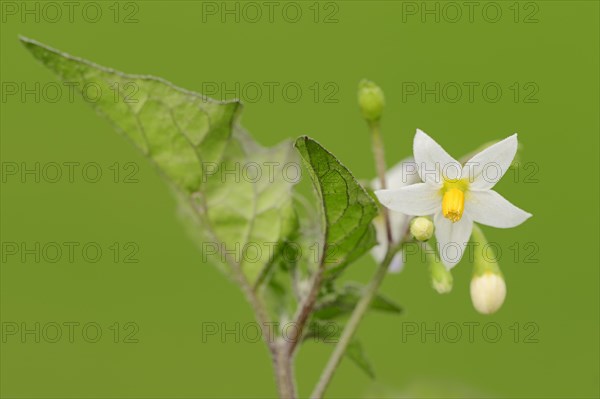 European Black Nightshade