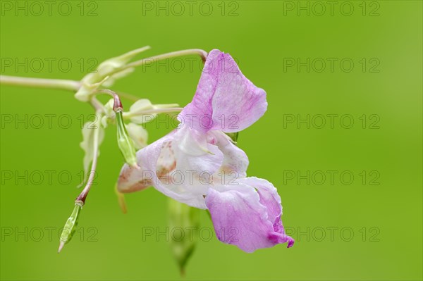 Ornamental Jewelweed or Himalayan Balsam (Impatiens glandulifera)