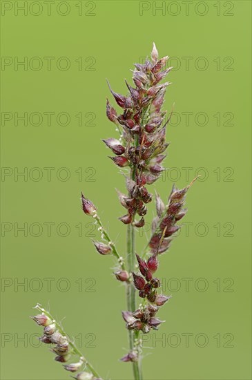 Cockspur or Barnyard Millet (Echinochloa crus-galli)