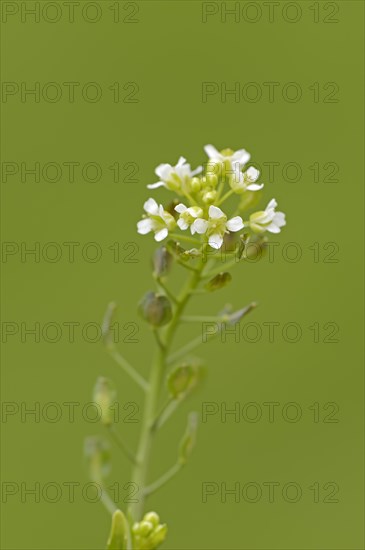 Shepherd's Purse (Capsella bursa-pastoris)