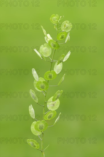 Field Penny-cress (Thlaspi arvense)