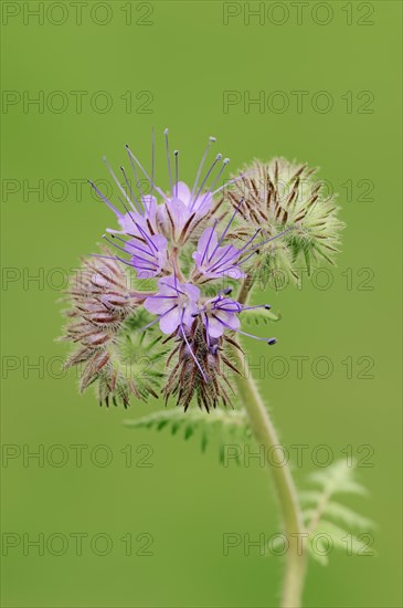 Lacy Phacelia (Phacelia tanacetifolia)