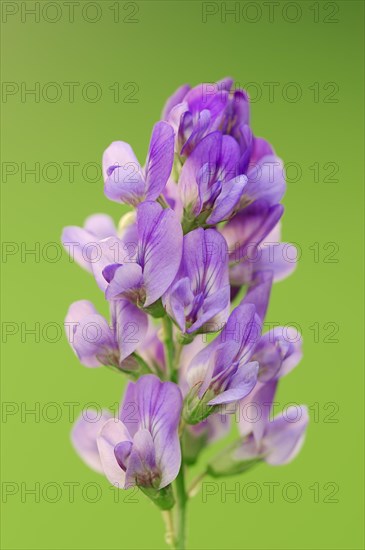 Alfalfa or Lucerne (Medicago sativa)