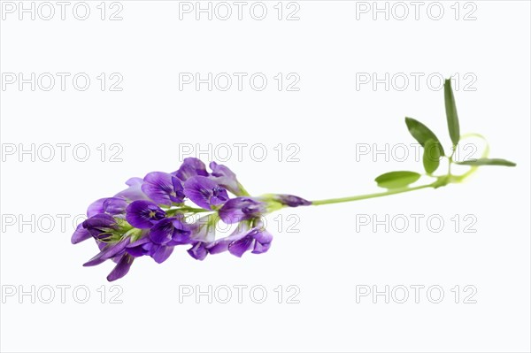 Alfalfa or Lucerne (Medicago sativa)