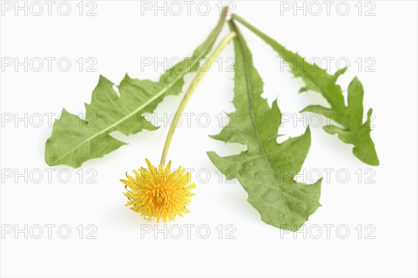 Common Dandelion (Taraxacum officinale)