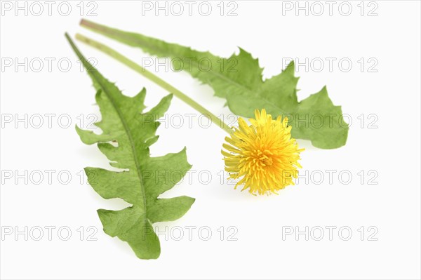 Common Dandelion (Taraxacum officinale)