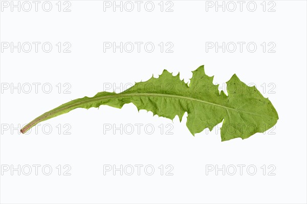 Common Dandelion (Taraxacum officinale)