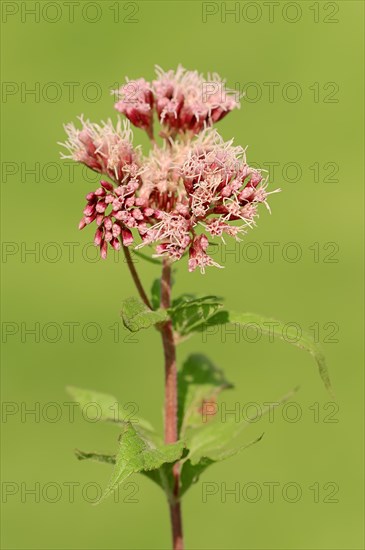 Hemp-agrimony (Eupatorium cannabinum)