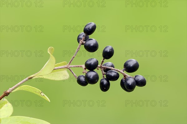 Wild Privet or European Privet (Ligustrum vulgare)