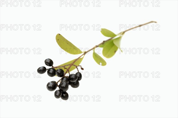 Wild Privet