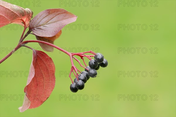 Common Dogwood (Cornus sanguinea)